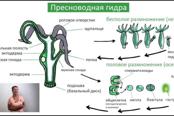 Тор браузер вход кракен